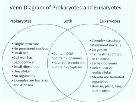 prokaryotes vs eukaryotes venn diagram worksheet